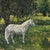 Original vintage mid century oil painting white horse in a field with trees, mountains, and a red barn on a stretched...