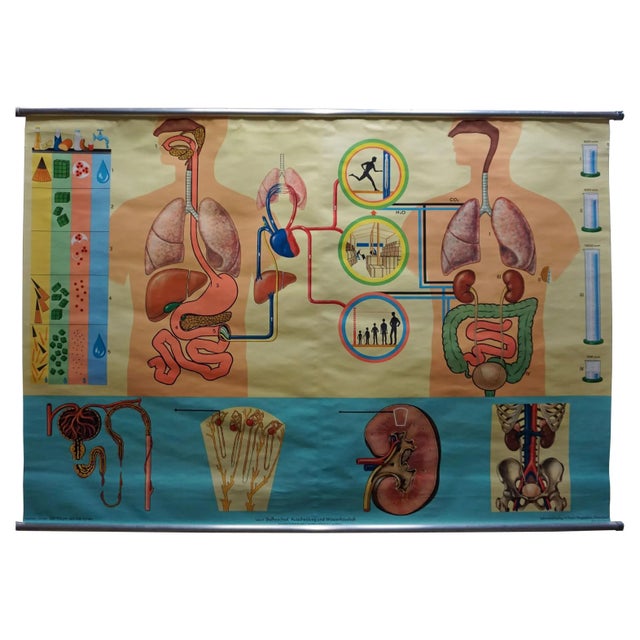 Metal Human Metabolism Body Excretion Water Balance Medical Wall Chart For Sale - Image 7 of 7