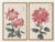 Pink Chrysanthemum Diptych, Vintage Japanese Botanical Art Print (Set of 2), 8" X 12" For Sale - Image 4 of 9