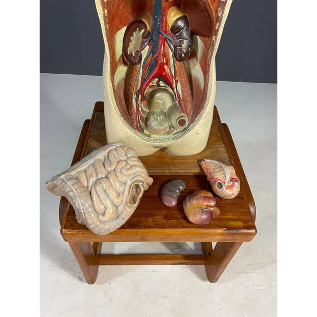 Educational Anatomical Model of Human Body, Former Czechoslovakia, 1960s For Sale - Image 9 of 11