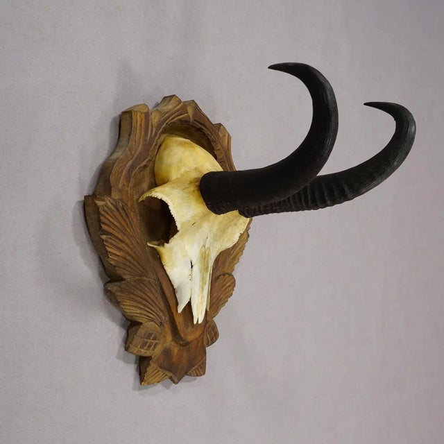 Rustic European Vintage Set of Four Chamois Trophies on Carved Plaques, Germany Ca. 1950s For Sale - Image 3 of 7