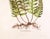 Original Vintage Custom Botanical Fern Reproduction Print with Makers Stamp For Sale - Image 18 of 18