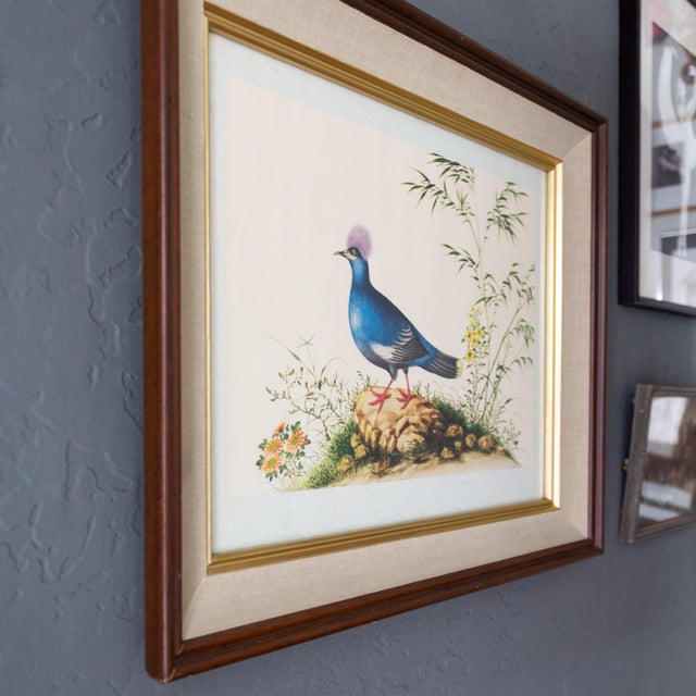 John James Audubon Framed Audubon Style Mid Century Bird Print of a Blue Crowned Pigeon For Sale - Image 4 of 10