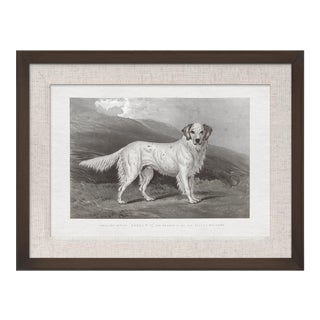 Cassell Dogs; English Setter, Framed Artwork For Sale