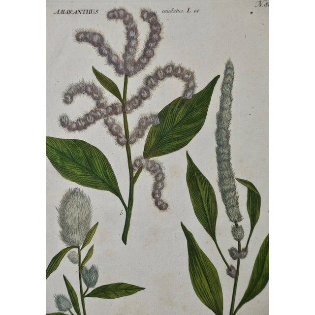 An 18th century color printed in addition to hand colored botanical mezzotint and line engraving by Johann Wilhelm...