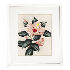 Pink Hibiscus Watercolor Painting on Paper Signed by Shirrell Graves, Framed