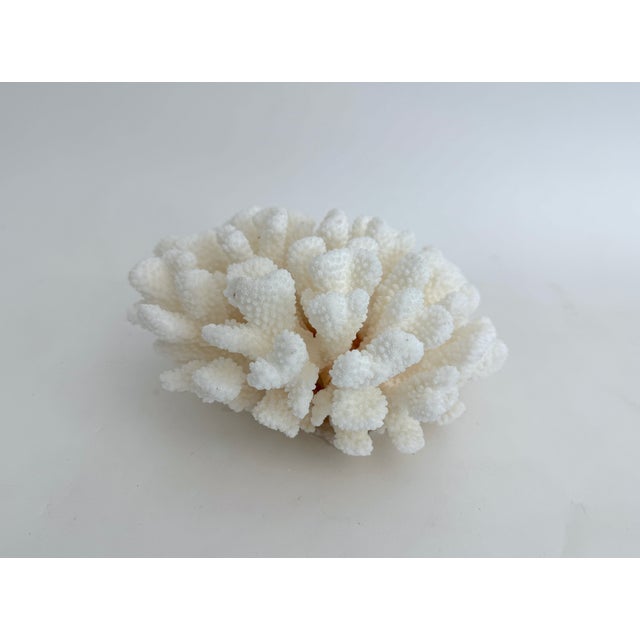 Late 20th Century Natural White Cluster Coral Specimen Coastal Decor For Sale - Image 5 of 8