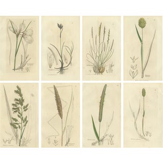After James Sowerby, Botanical Illustrations of Cottongrass and Coastal Grasses, 1830s, Engravings, Set of 8 For Sale