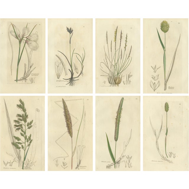 After James Sowerby, Botanical Illustrations of Cottongrass and Coastal Grasses, 1830s, Engravings, Set of 8 For Sale