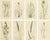 After James Sowerby, Botanical Illustrations of Cottongrass and Coastal Grasses, 1830s, Engravings, Set of 8 For Sale
