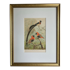 Antique Lithograph Weaver Bird Ornithological Print C. 1860