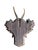 Roe Deer Trophy 227 Black Forest Antlers For Sale - Image 4 of 4