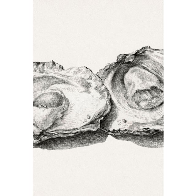 Two Opened Oysters, Vintage Natural History Shell Study, 60" X 40" For Sale - Image 4 of 12