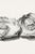 Two Opened Oysters, Vintage Natural History Shell Study, 60" X 40" For Sale - Image 4 of 12