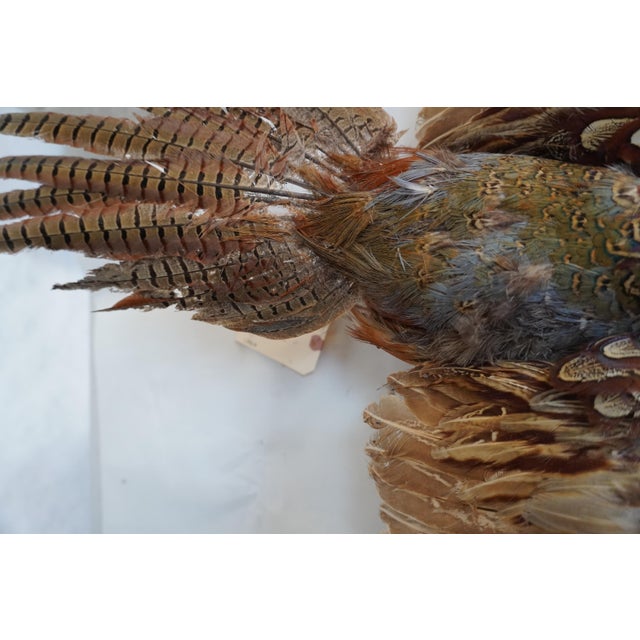 Taxidermy Pheasant in Mid Flight For Sale - Image 11 of 11