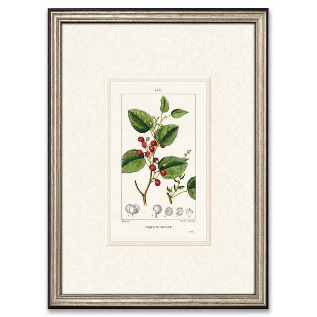 French Set of Six. Antique French Botanical Engraving by Pierre Jean François Turpin (C. 1835), Professionally Framed For Sale - Image 3 of 7