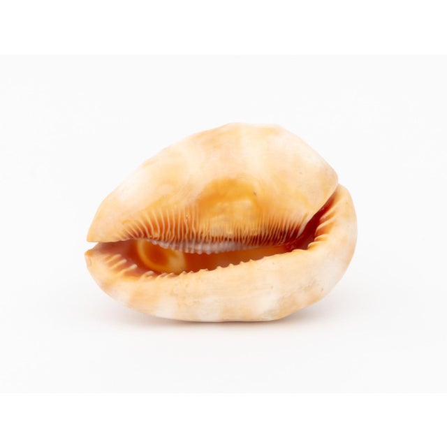 Cream Victorian Cameo Carved Conch Shell, 19th C. For Sale - Image 8 of 8