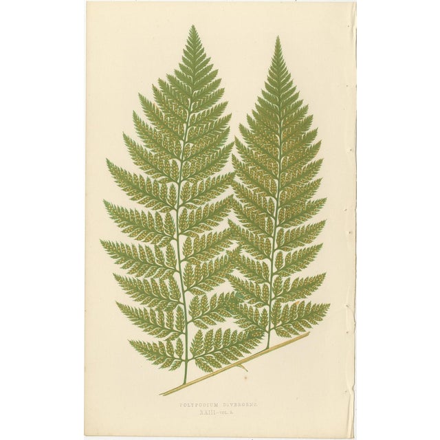 Paper Fern Collection with English Species Names, 1856, Lithograph, Set of 10 For Sale - Image 7 of 14