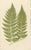 Paper Fern Collection with English Species Names, 1856, Lithograph, Set of 10 For Sale - Image 7 of 14
