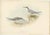 Gould, Little Tern, 1832, Paper For Sale