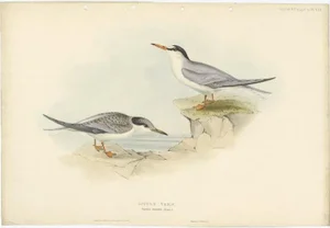 Gould, Little Tern, 1832, Paper