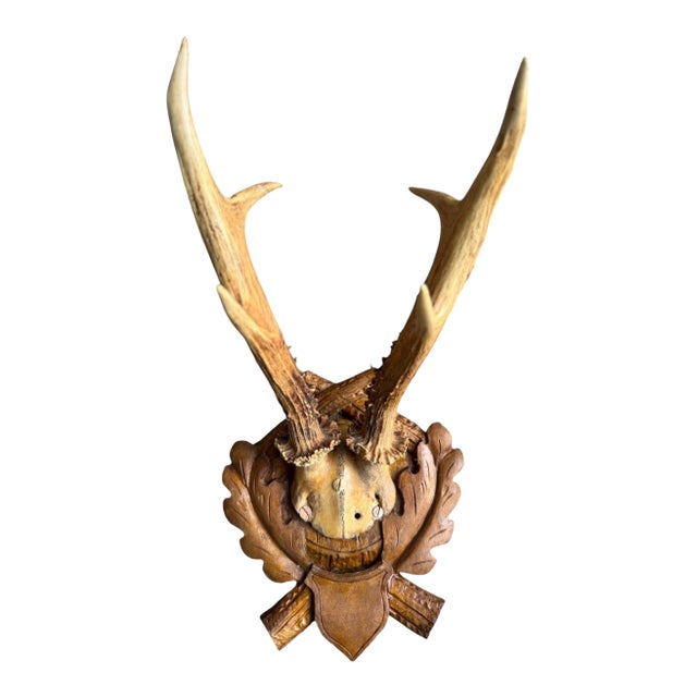 Roe Deer Trophny 107 Black Forest Antlers For Sale