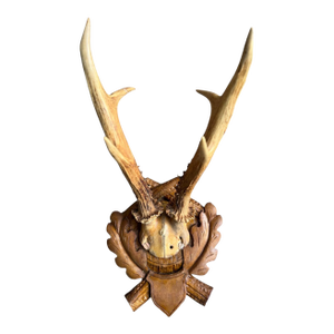 Roe Deer Trophy 107 Black Forest Antlers