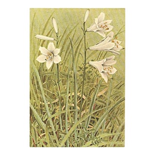 1945 Botanical Watercolor Lithograph- Lily For Sale