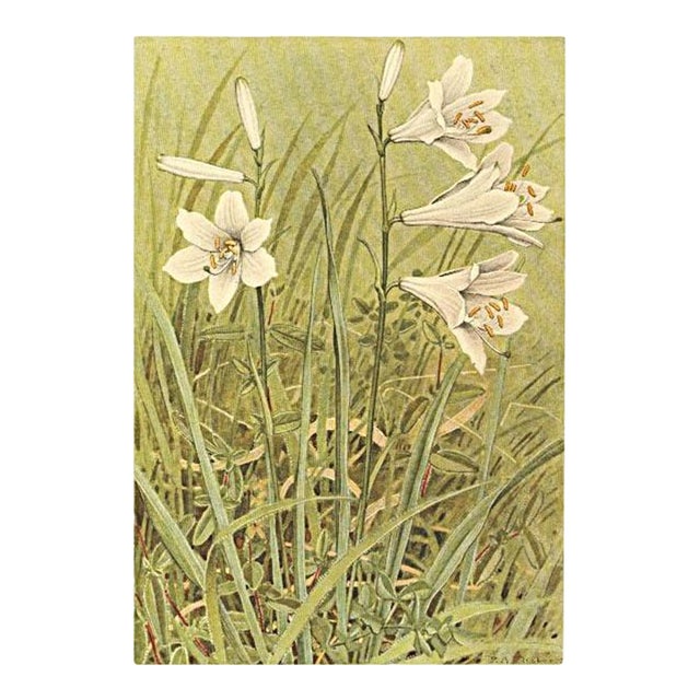 1945 Botanical Watercolor Lithograph- Lily For Sale