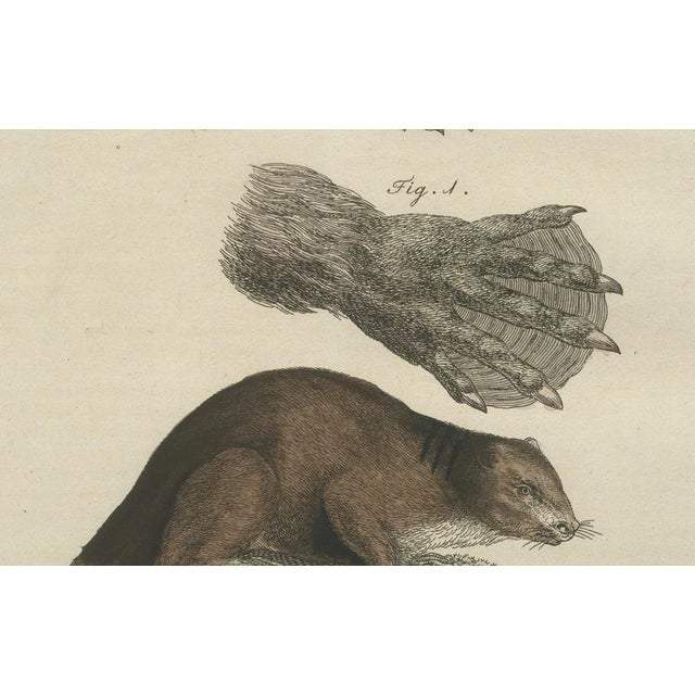 Late 18th Century Bertuch, Beaver with Webbed Feet, 1792, Engraving For Sale - Image 5 of 9
