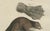 Late 18th Century Bertuch, Beaver with Webbed Feet, 1792, Engraving For Sale - Image 5 of 9