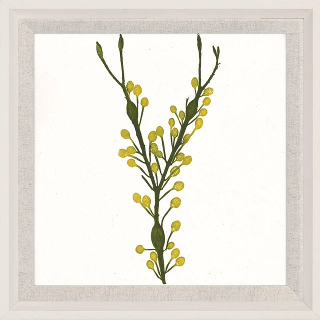 Contemporary Bradbury Seaweeds 05, Framed Artwork For Sale - Image 3 of 3