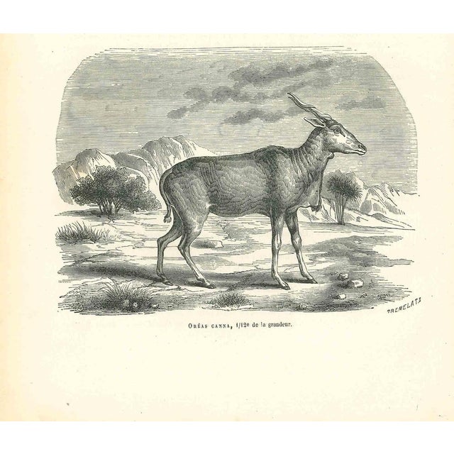The Antelope is an original lithograph on ivory-colored paper, realized by Paul Gervais (1816-1879). The artwork is from...