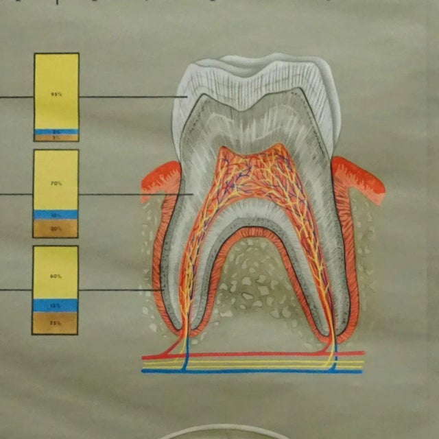 Healthy Teeth Jaw Head Human Body Poster Rollable Wall Chart Print For Sale - Image 3 of 8