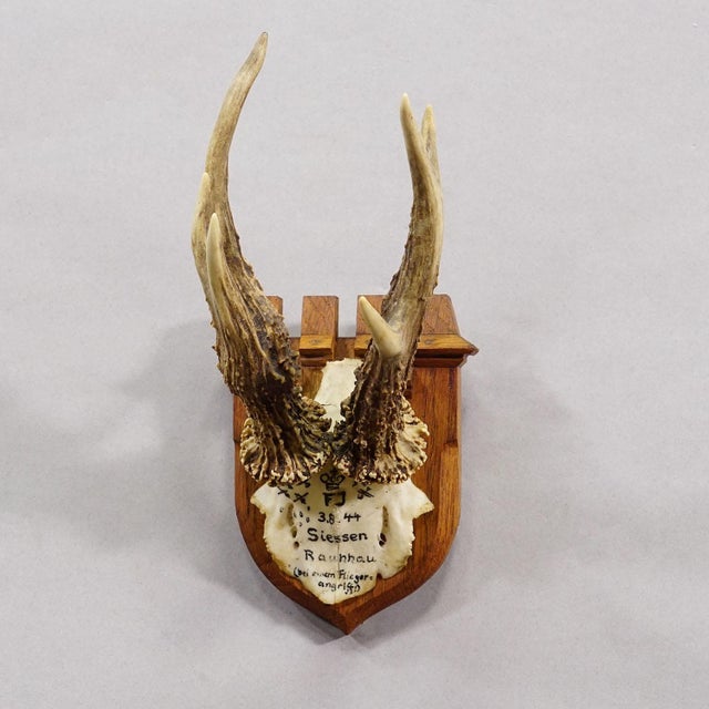 Rustic European Vintage Red Deer Trophy by Franz Joseph, Prince of Thurn and Taxis, 1944 For Sale - Image 3 of 6