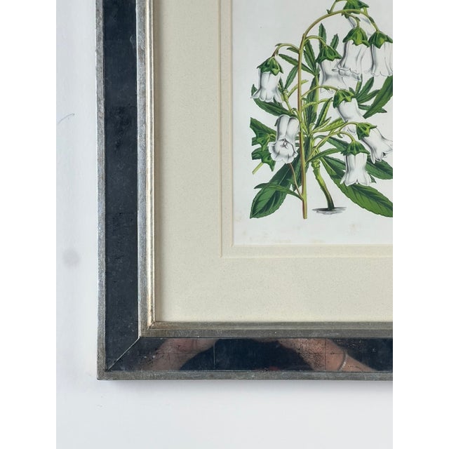 Vintage Trowbridge Custom Framed Botanical Print “Gladiolus × Willmoreanus” After Louis Van Houtte (1810–1876) For Sale - Image 4 of 8