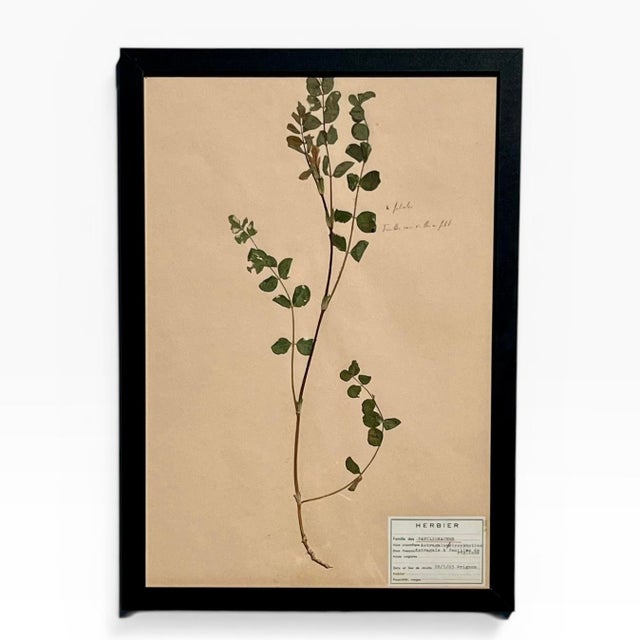 A beautifully curated set of eight authentic French herbarium specimens, dated 1965 and professionally custom framed in...