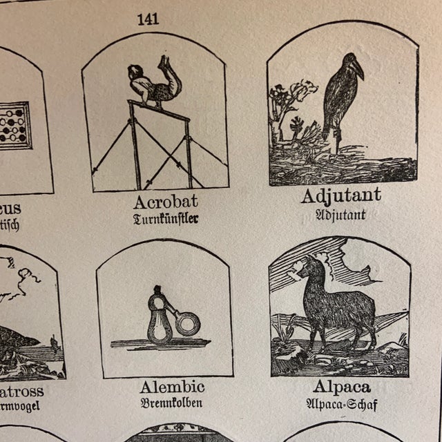 1905 German Illustrated Page from Dictionary in English and German showing abacus, acrobat, albatross, alpaca, ambulance,...
