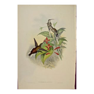Salle's Hermit Hummingbirds: A 19th C. Gould Hand-Colored "Phaethornis Augusti", 1850 For Sale