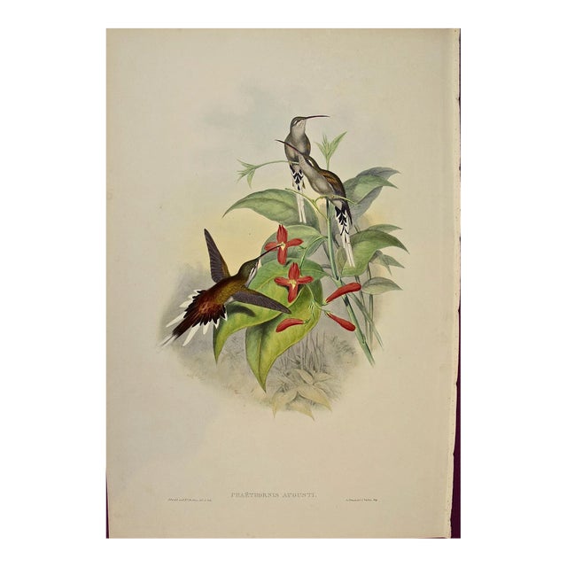 Salle's Hermit Hummingbirds: A 19th C. Gould Hand-Colored "Phaethornis Augusti", 1850 For Sale