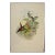 Salle's Hermit Hummingbirds: A 19th C. Gould Hand-Colored "Phaethornis Augusti", 1850 For Sale
