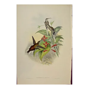 Salle's Hermit Hummingbirds: A 19th C. Gould Hand-Colored "Phaethornis Augusti", 1850
