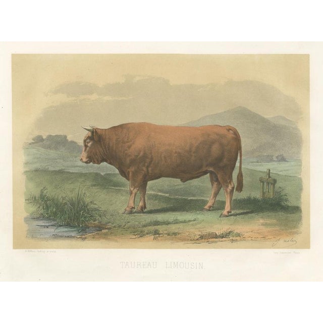 Limousin Bull, Cattle Print After Melin, 1873, Paper For Sale - Image 12 of 12
