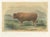 Limousin Bull, Cattle Print After Melin, 1873, Paper For Sale - Image 12 of 12