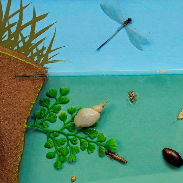 Fresh Water Habitat School Teaching Displa For Sale - Image 3 of 6