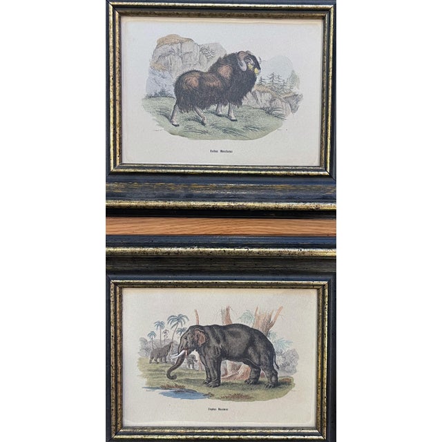 Antique Set of 12 Framed Prints "Lizars Large Animals" For Sale In Seattle - Image 6 of 8