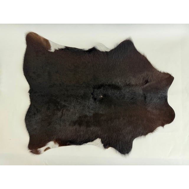 Natural rich espresso color calf hide with beautiful glossy sheen and patches of white on the flanks. Small in scale but...