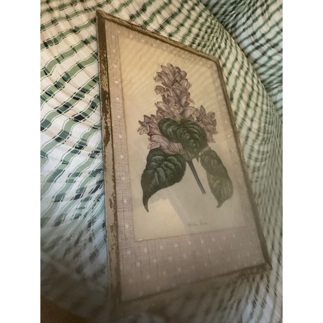 English Vintage Botanical Print, Framed For Sale - Image 3 of 7