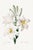 Madonna Lily, Vintage Botanical Art Print Reproduction by Pierre-Joseph Redouté, 20" X 30" For Sale