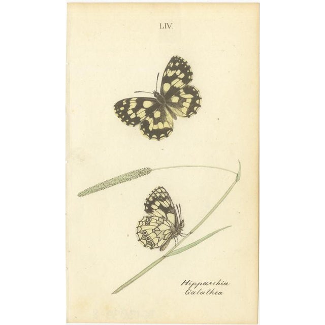 Jardine & Lizars, Cabinet-Size Butterfly, 1835, Paper Engravings, Set of 6 For Sale - Image 3 of 9
